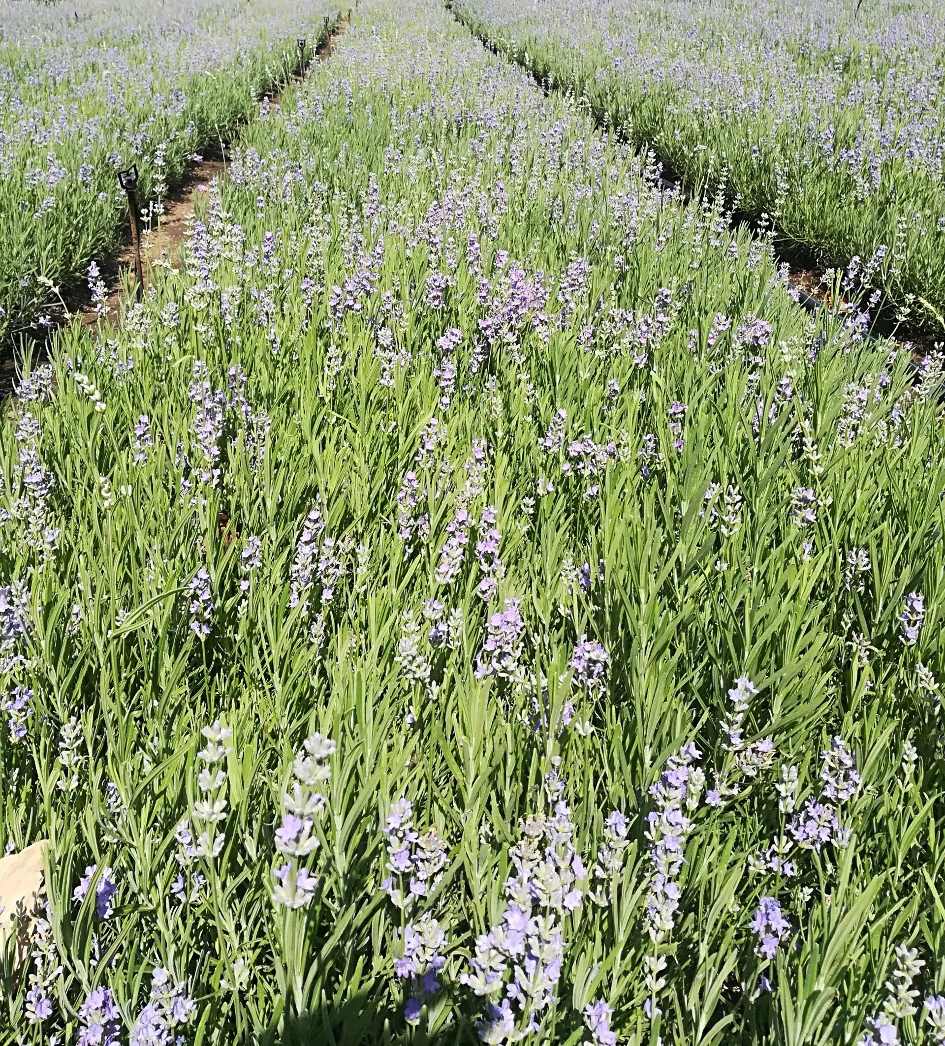 Lavender+seedlings